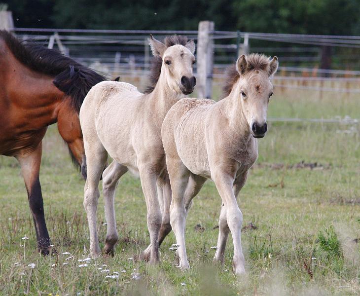 Bjarndis und Diva 2.jpg